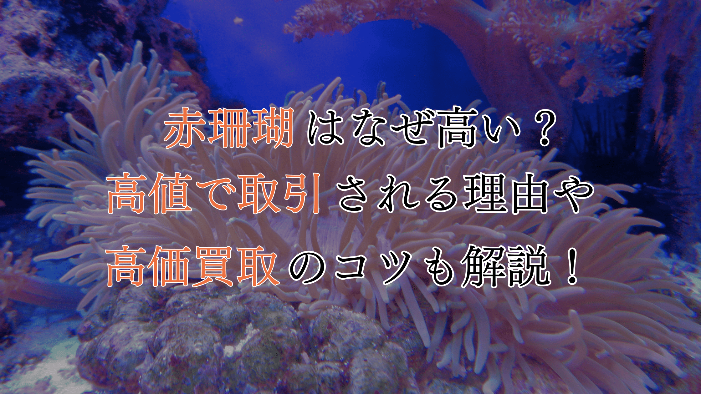 赤珊瑚はなぜ高い？高値で取引される理由や高価買取のコツも解説！